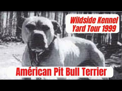 Wildside Kennel Yard Tour - Ed Faron - APBT History