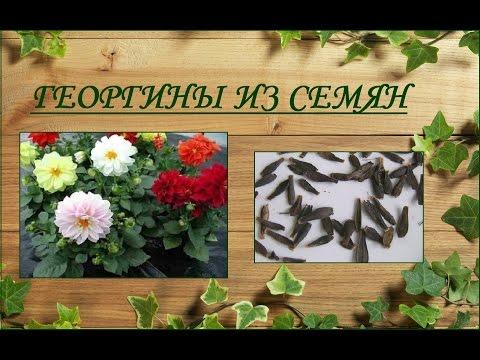 Георгины из семян - выращивание от посева до цветения