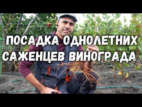 Посадка однолетних саженцев винограда с открытой корневой системой.