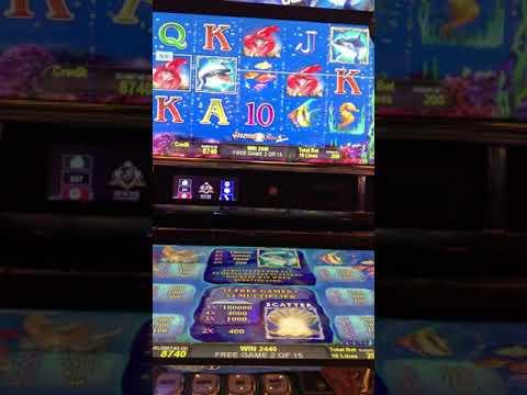 Ставка 200/ Dolphins Casino Sochi Bonus/ казино Сочи 