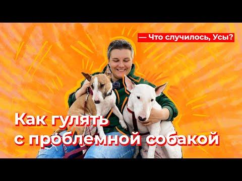 Что случилось, Усы? Как гулять с проблемной собакой