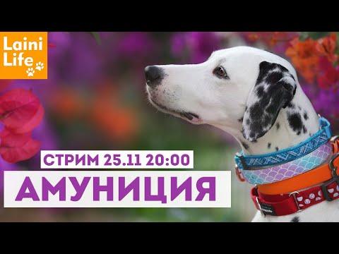 Амуниция для собак, чем я пользуюсь.