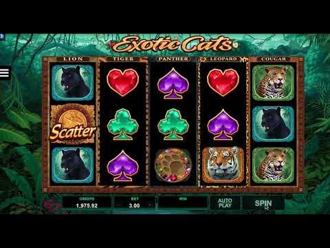 323 - Exotic Cats Slot Game - #casino #slot #onlineslot #казино