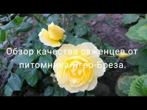 Покупка роз в украинских питомниках  - почти как игра в